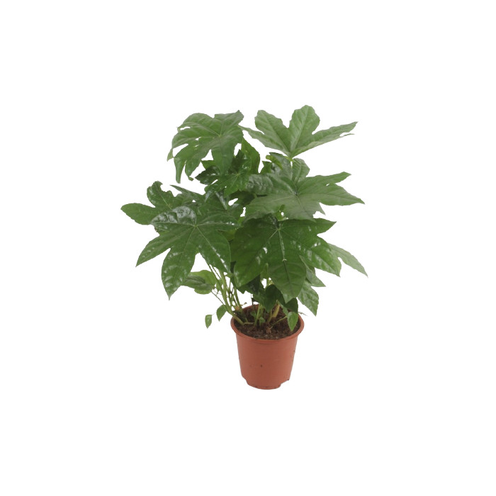 Planta Aralia Japónica