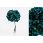Hortensia preservada