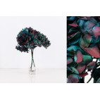 Hortensia preservada