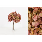 Hortensia preservada