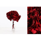 Hortensia preservada