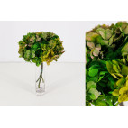 Hortensia preservada