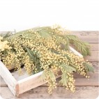 Paquete de Mimosa