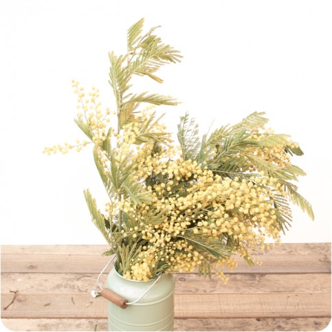 Paquete de Mimosa