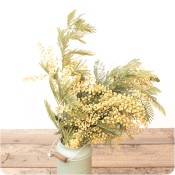 Paquete de Mimosa
