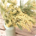 Paquete de Mimosa