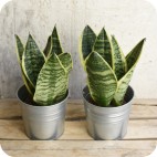 Planta Sansevieria Laurentii