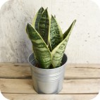 Planta Sansevieria Laurentii