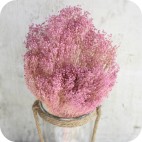 Paquete de Brooms Preservado