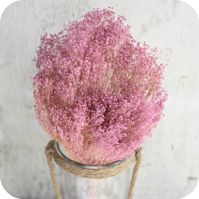 Paquete de Brooms Preservado