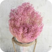 Paquete de Brooms Preservado