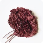 Hortensia preservada