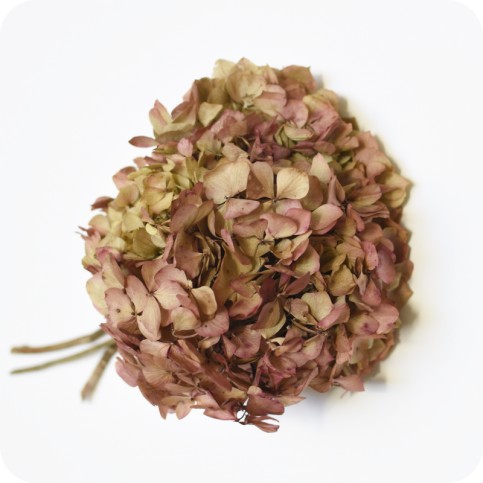 Hortensia preservada