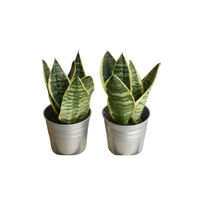 Planta Sansevieria Laurentii