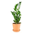 Planta Zamioculca