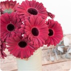 Paquete de Gerberas