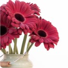 Paquete de Gerberas
