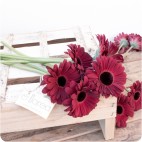 Paquete de Gerberas