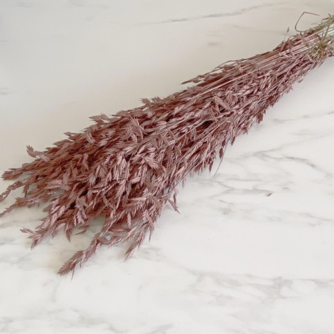 Paquete de BROMUS Preservado