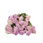 Ramillete Peonias secas