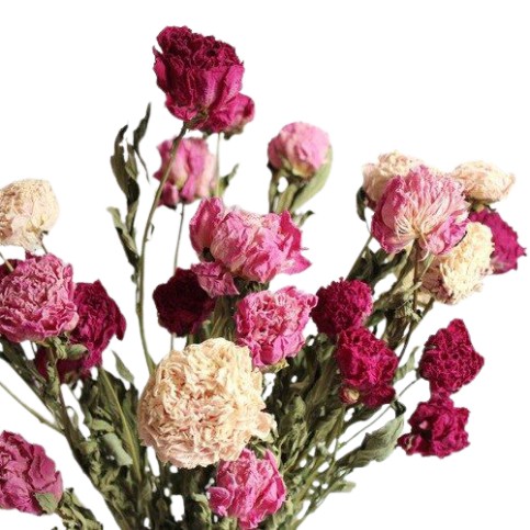 Ramillete Peonias secas
