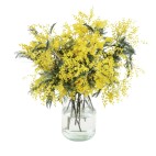 Paquete de Mimosa